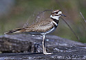 Charadrius vociferus